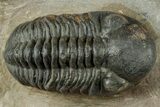 Prone Reedops Trilobite - Atchana, Morocco #312343-1